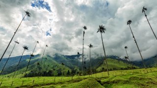 Palmiers de cire de la Vallée de Cocora