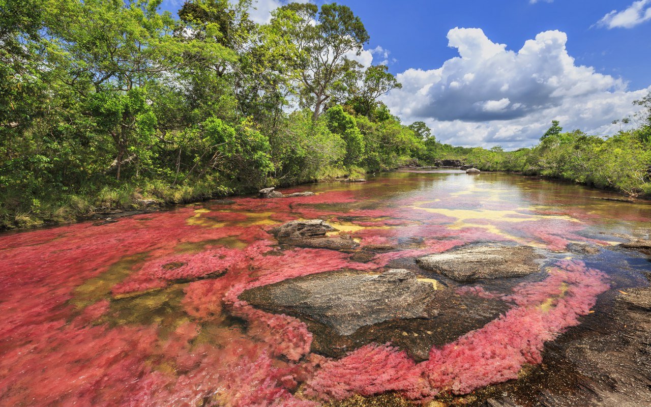 Les couleurs de la rivière Caños Cristales