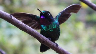 Faire un voyage birdwatching en Colombie 